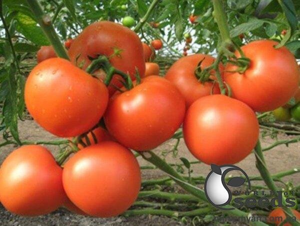 Томат Квікфаєр F1 25 000 семена Esasem Томат Квікфаєр F1 25 000 семена Esasem