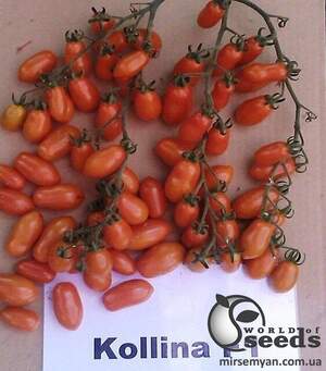 Томат Коліна F1 250 семена Esasem Томат Коліна F1 250 семена Esasem