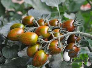 Томат Кріспіна Плюм F1 250 семена Esasem Томат Кріспіна Плюм F1 250 семена Esasem