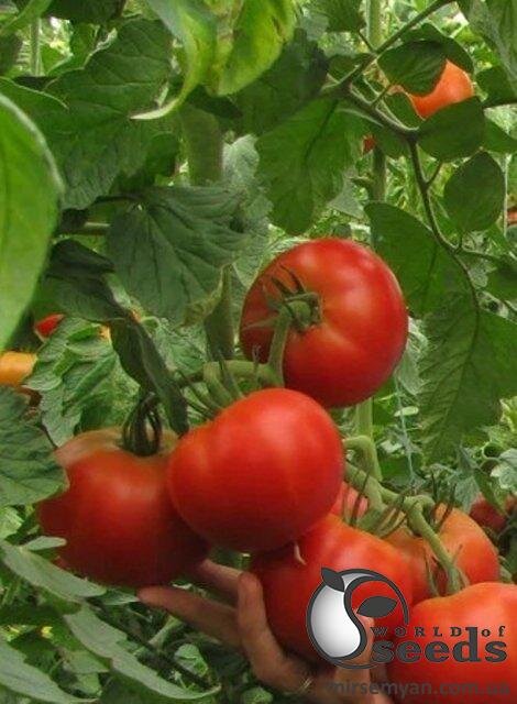 Томат Нада F1 250 семена Esasem Томат Нада F1 250 семена Esasem