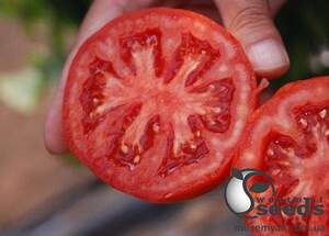 Томат Ноемі F1 250 семена Esasem Томат Ноемі F1 250 семена Esasem