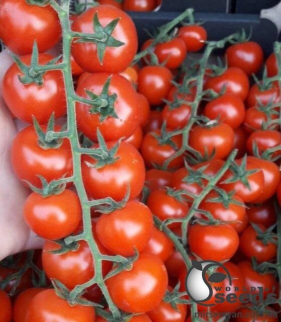 Томат Порпора F1 1 000 семена Esasem Томат Порпора F1 1 000 семена Esasem