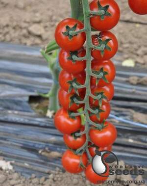 Томат Порпора F1 1 000 семена Esasem Томат Порпора F1 1 000 семена Esasem