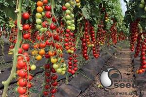 Томат Порпора F1 250 семена Esasem