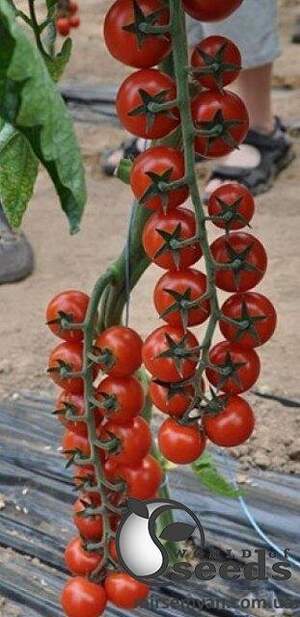 Томат Порпора F1 250 семена Esasem