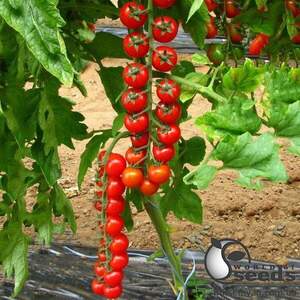 Томат Преціозо F1 1000 семена Esasem Томат Преціозо F1 1000 семена Esasem