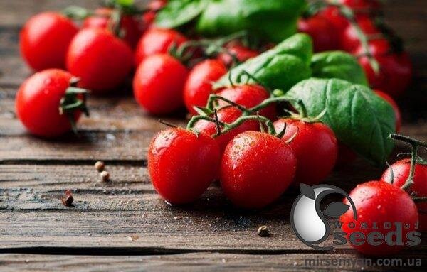Томат Рензіно F1 5 000 семена Esasem Томат Рензіно F1 5 000 семена Esasem