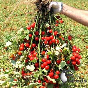 Томат Рензіно F1 5 000 семена Esasem Томат Рензіно F1 5 000 семена Esasem