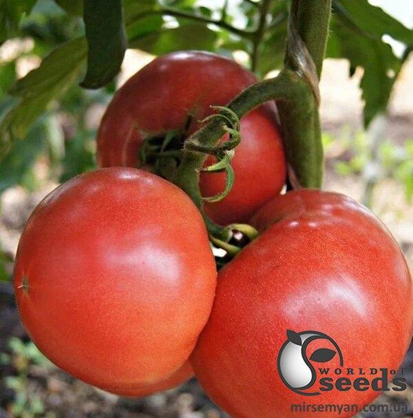 Томат Розалба (TL 12774) F1 250 семена Esasem Томат Розалба (TL 12774) F1 250 семена Esasem