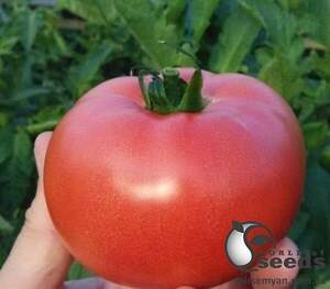 Томат Розалба (TL 12774) F1 250 семена Esasem Томат Розалба (TL 12774) F1 250 семена Esasem