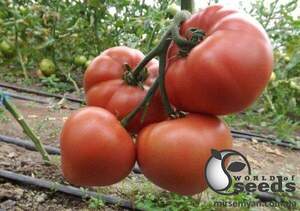 Томат Розалба (TL 12774) F1 250 семена Esasem Томат Розалба (TL 12774) F1 250 семена Esasem