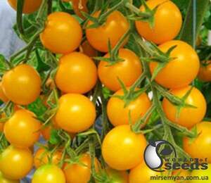 Томат Стар Голд F1 250 семена Esasem