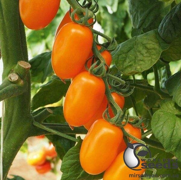 Томат Фантіно F1 1 000 семена Esasem Томат Фантіно F1 1 000 семена Esasem