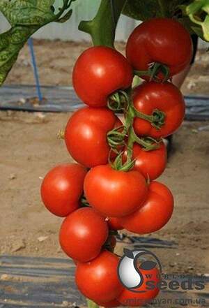 Томат Чероки F1 250 семена Esasem