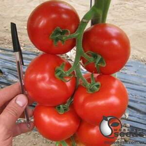 Томат Чероки F1 250 семена Esasem