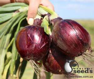 Цибуля Зен F1 100 000 семена Esasem Цибуля Зен F1 100 000 семена Esasem