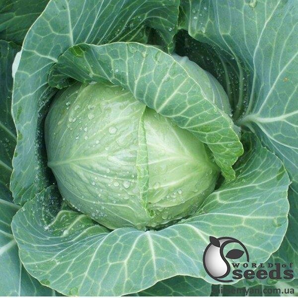 Насіння капусти Алтос F1 1000 сем. Насіння капусти Алтос F1 1000 сем.
