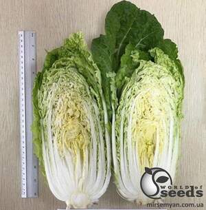 Насіння пекінської капусти JS 4040 F1 1000 семена Joeun Seeds (Корея)
