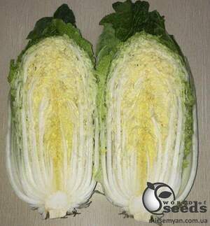 Насіння пекінської капусти JS 4042 F1 1000 семена Joeun Seeds (Корея)