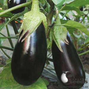 Баклажан KS 1258 F1 100 нас. (Kitano seeds) Баклажан KS 1258 F1 100 нас. (Kitano seeds)