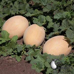 Диня KS 6147 F1, 100 семена Кітано, (KITANO Seeds)