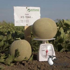 Диня KS 7044 F1, 100 нас, (KITANO) Диня KS 7044 F1, 100 нас, (KITANO)