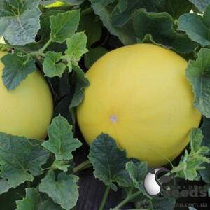 Диня KS 7066 F1, 100 семена Кітано, (KITANO Seeds)