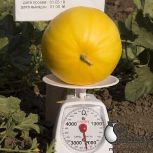 Диня KS 7066 F1, 100 семена Кітано, (KITANO Seeds)