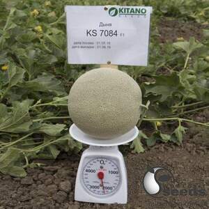 Диня KS 7084 F1, 100 семена Кітано, (KITANO Seeds)