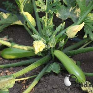 Кабачок KS 3714 F1, 1000 семена Кітано, (KITANO Seeds)