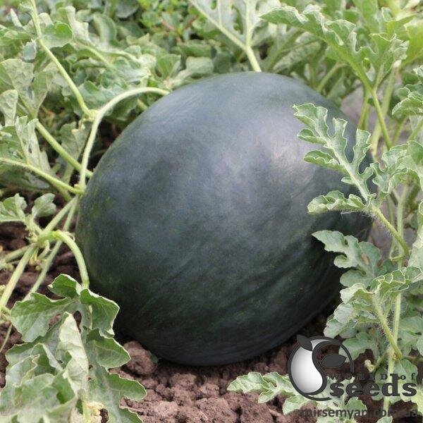 Кавун KS 160 F1, 1 000 семена Кітано, (KITANO Seeds) Кавун KS 160 F1, 1 000 семена Кітано, (KITANO Seeds)