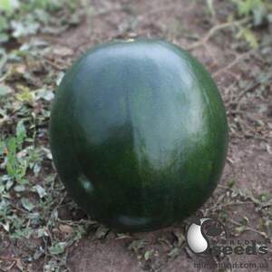 Кавун KS 160 F1, 1 000 семена Кітано, (KITANO Seeds) Кавун KS 160 F1, 1 000 семена Кітано, (KITANO Seeds)