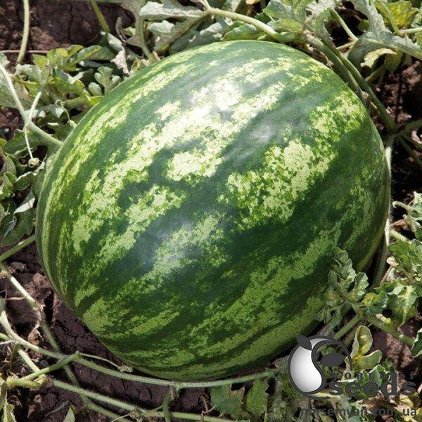 Кавун KS 165 F1, 1 000 семена Кітано, (KITANO Seeds) Кавун KS 165 F1, 1 000 семена Кітано, (KITANO Seeds)