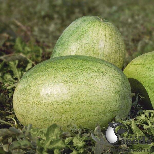 Кавун KS 1819 F1, 100 семена Кітано, (KITANO Seeds) Кавун KS 1819 F1, 100 семена Кітано, (KITANO Seeds)