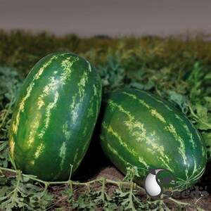 Кавун KS 632 F1, 1 000 семена Кітано, (KITANO Seeds)