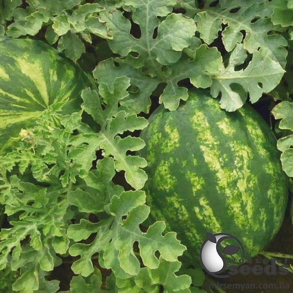 Кавун KS 635 F1, 100 семена Кітано, (KITANO Seeds) Кавун KS 635 F1, 100 семена Кітано, (KITANO Seeds)
