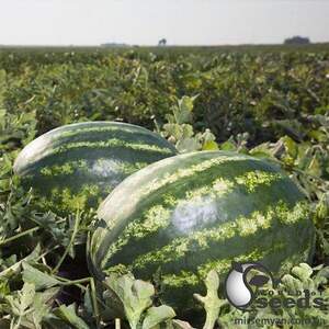 Кавун Найсі F1, 1 000 семена Кітано, (KITANO Seeds) Кавун Найсі F1, 1 000 семена Кітано, (KITANO Seeds)
