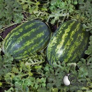 Кавун Шейні F1, 1 000 семена Кітано, (KITANO Seeds)