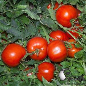 Насіння томату Аніта F1 1 000 сем , Kitano/Китано