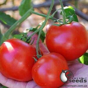 Насіння томату Аніта F1 1 000 сем , Kitano/Китано Насіння томату Аніта F1 1 000 сем , Kitano/Китано