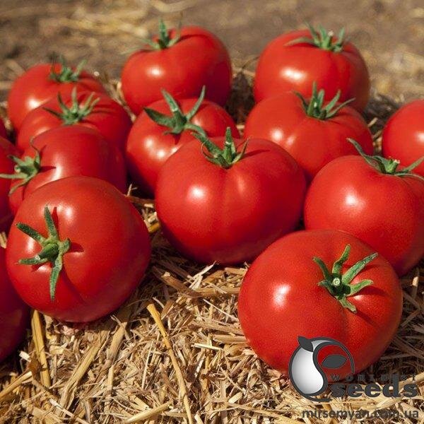 Насіння томату Камі F1 500 сем , Kitano/Китано Насіння томату Камі F1 500 сем , Kitano/Китано