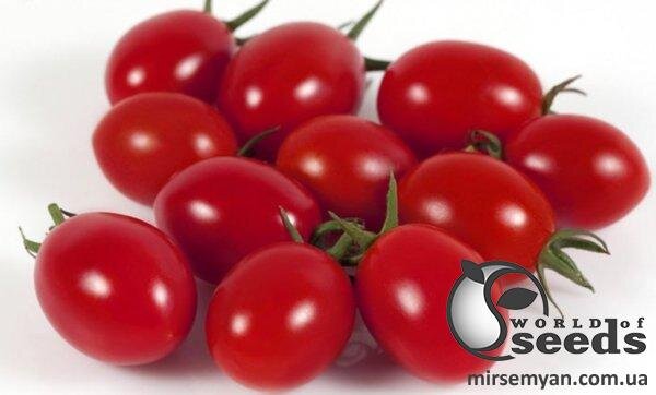 Насіння томату KS 3640 F1 250 сем , Kitano/Китано Насіння томату KS 3640 F1 250 сем , Kitano/Китано