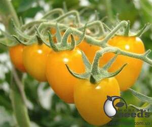 Насіння томату KS 3690 F1 250 нас, (Китано)