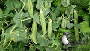 Горох Горох