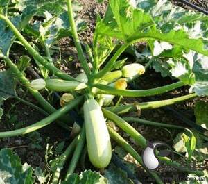 Насіння кабачка "Муфаса" F1 500 семена Lark Seesd USA