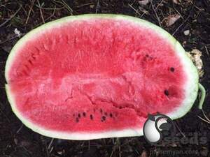 Кавун Бьютіфул F1 1 000 семена Lark Seesd USA Кавун Бьютіфул F1 1 000 семена Lark Seesd USA