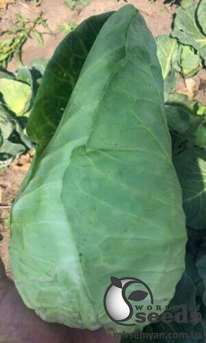 Капуста Агро F1 2 500 сім. Lark Seesd USA