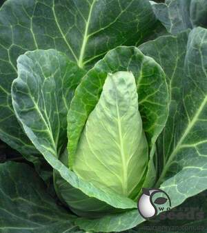 Капуста Агро F1 2 500 сім. Lark Seesd USA