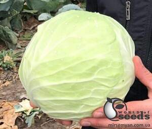 Капуста Алабама F1 2500 семена Lark Seesd USA Капуста Алабама F1 2500 семена Lark Seesd USA