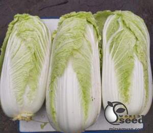 Насіння капусти пекінської Індекс F1 10000 с. Lark Seesd USA Насіння капусти пекінської Індекс F1 10000 с. Lark Seesd USA